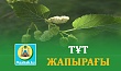 ТҰТ ЖАПЫРАҒЫ