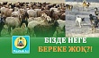 БІЗДЕ НЕГЕ БЕРЕКЕ ЖОҚ?!